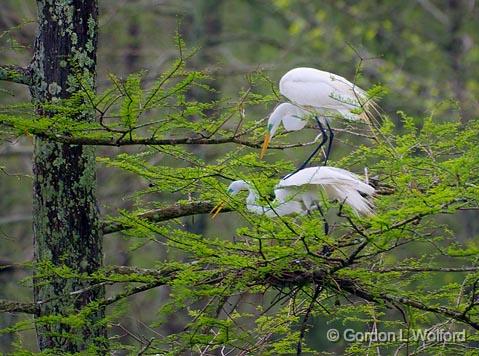 Breeding Egrets 46091.jpg - Great Egret (Ardea alba)Photographed at Lake Martin near Breaux Bridge, Louisiana, USA.